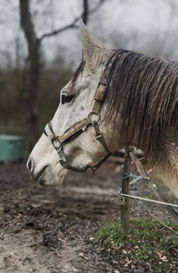 A r&eacute;server in ut&eacute;ro Selle Fran&ccedil;ais sport