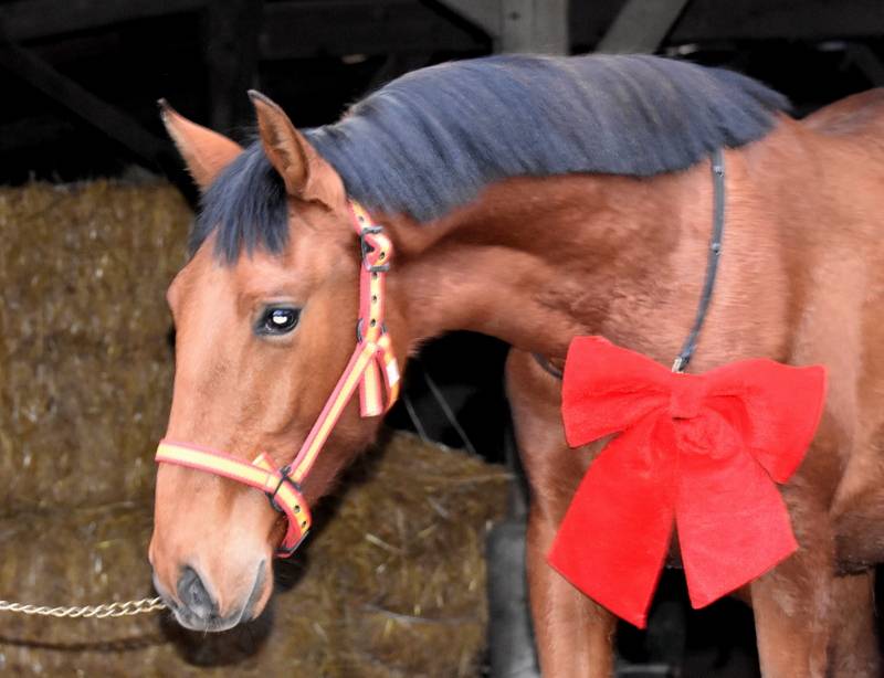 Octavio du Puits Carr&eacute;, poulain PRE 18 mois bai pearl 