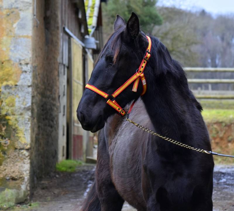 NOBLEZA YEDRA, pouliche PRE noire 