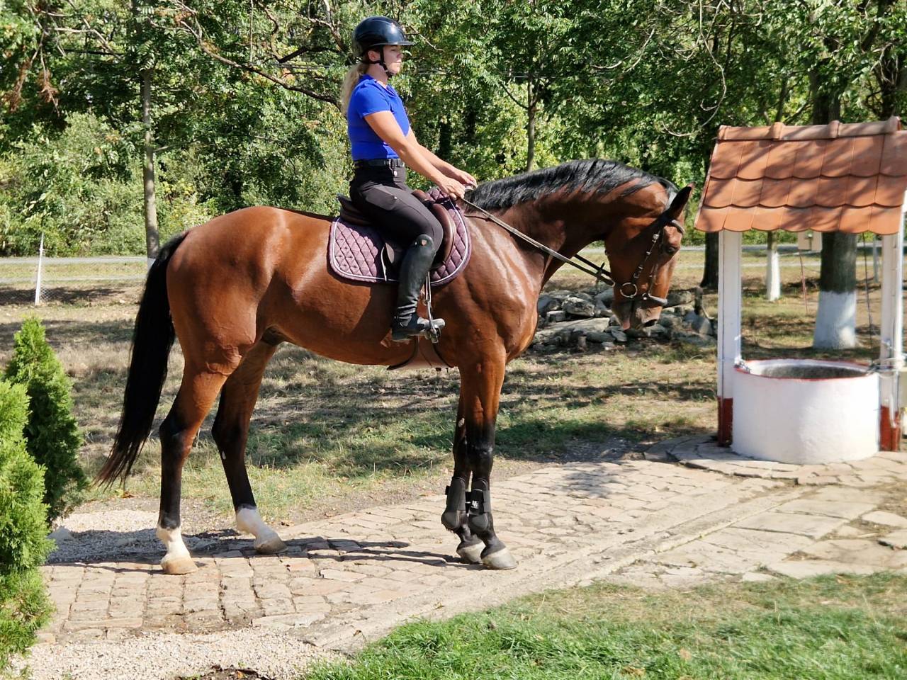 Talented Young KWPN Gelding for Sale &ndash;