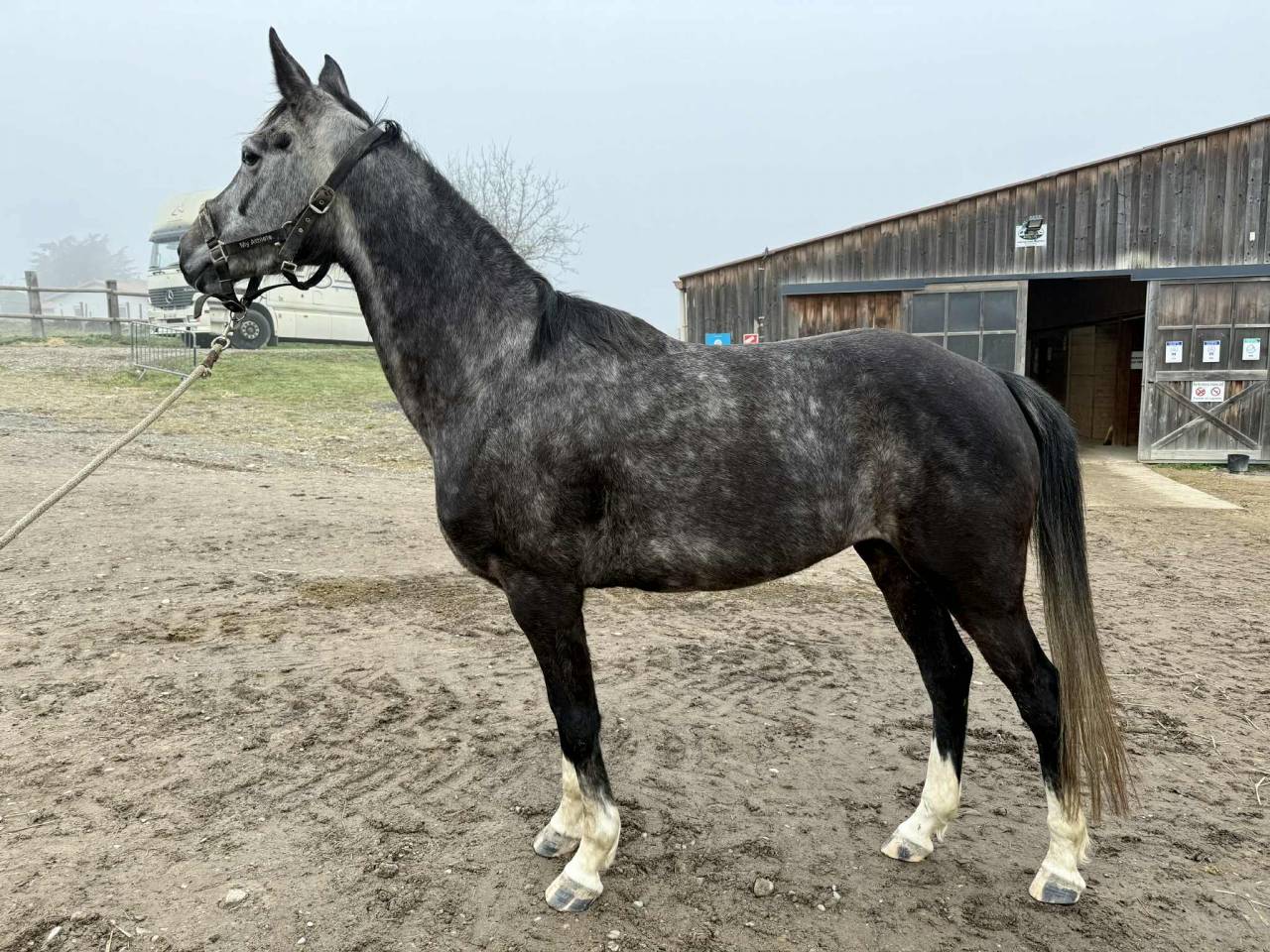 Jument 6 ans chic plein papiers Belge