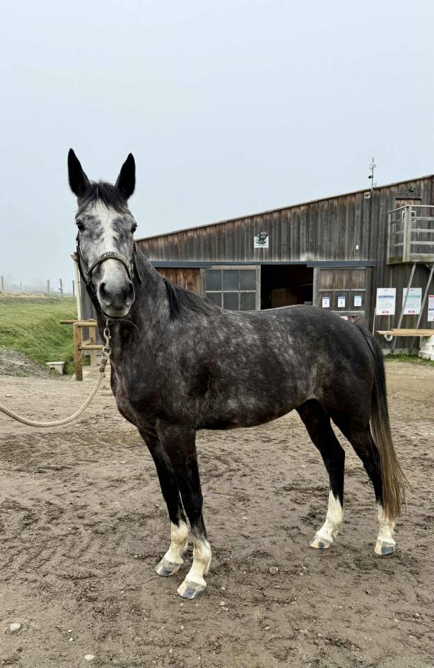 Jument 6 ans chic plein papiers Belge