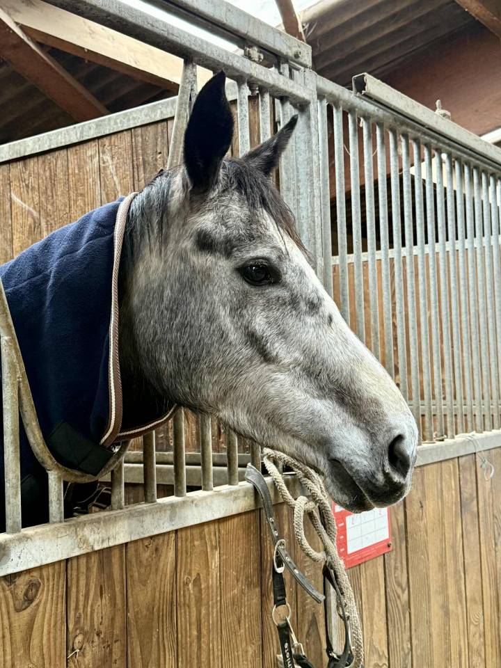 Jument 6 ans chic plein papiers Belge