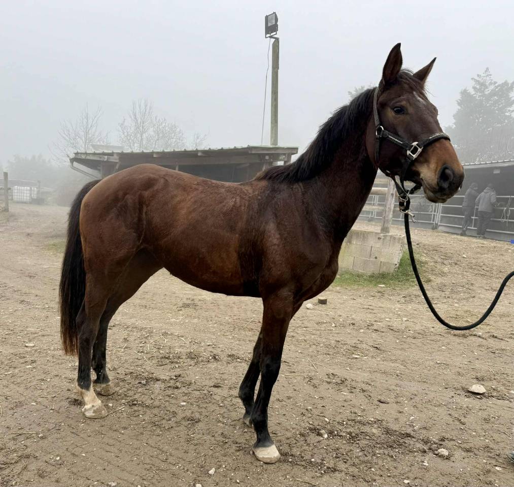 Jument 4 ans plein papier Belge CSO