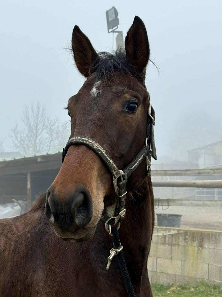 Jument 4 ans plein papier Belge CSO
