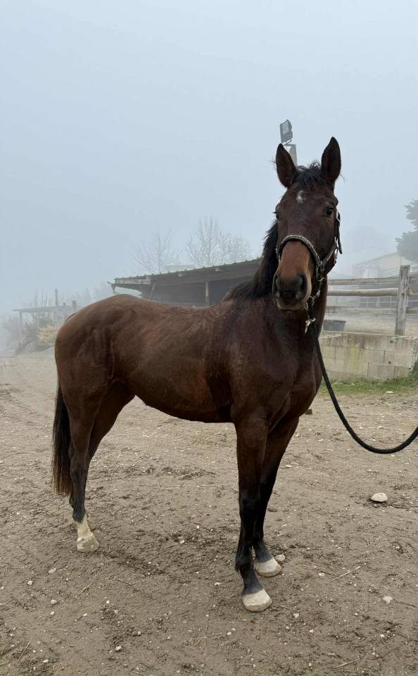 Jument 4 ans plein papier Belge CSO