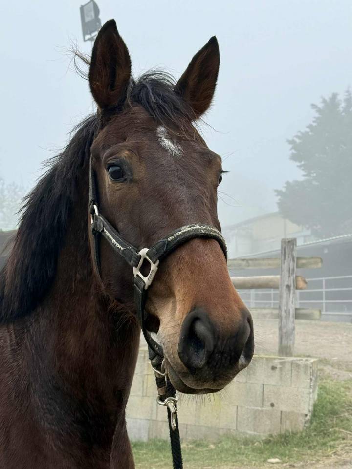 Jument 4 ans plein papier Belge CSO