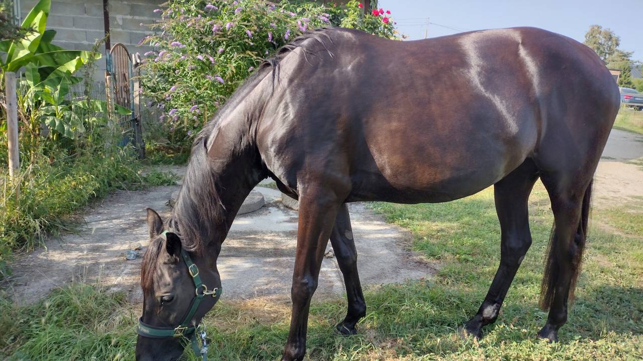 vend cheval de loisir