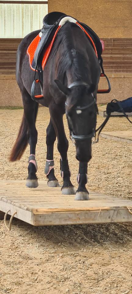 vend cheval de loisir