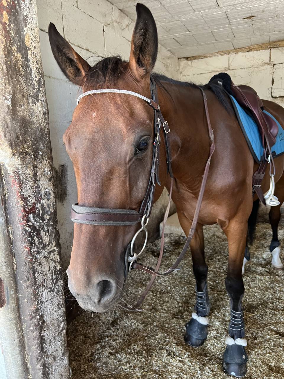 Herm&egrave;s -  Cheval Selle Fran&ccedil;ais, fils de Cher &Eacute;poux