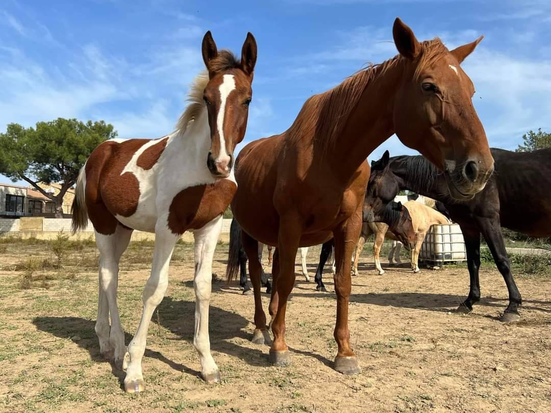 Vend cheval de sport 