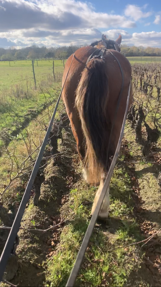 Cheval Trait Breton 7ans 