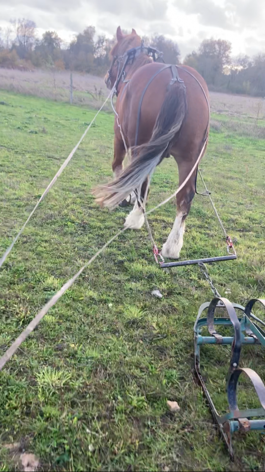 Cheval Trait Breton 7ans 