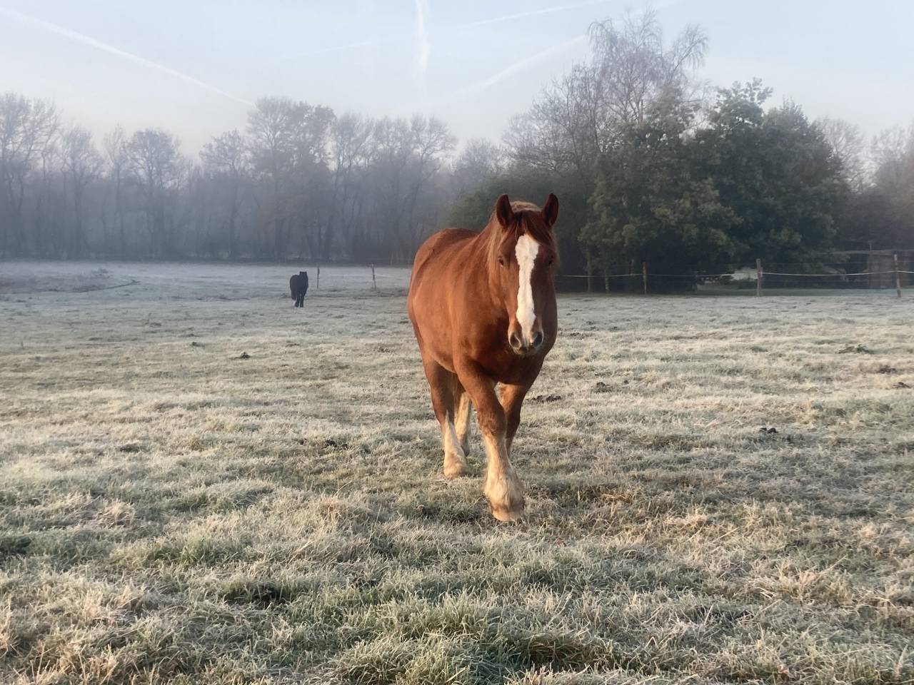 Cheval Trait Breton 7ans 