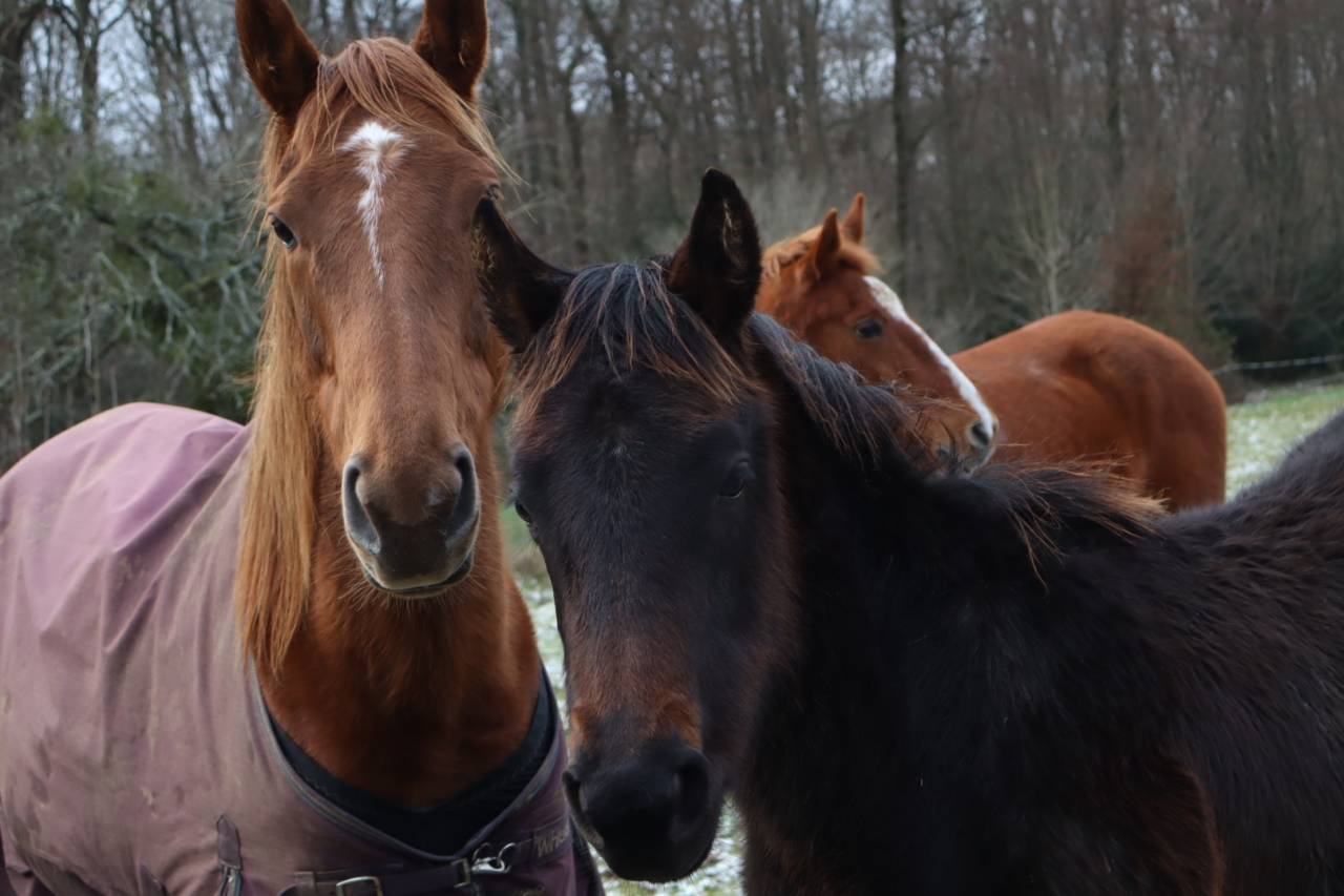 Pur-sang poulini&egrave;re 