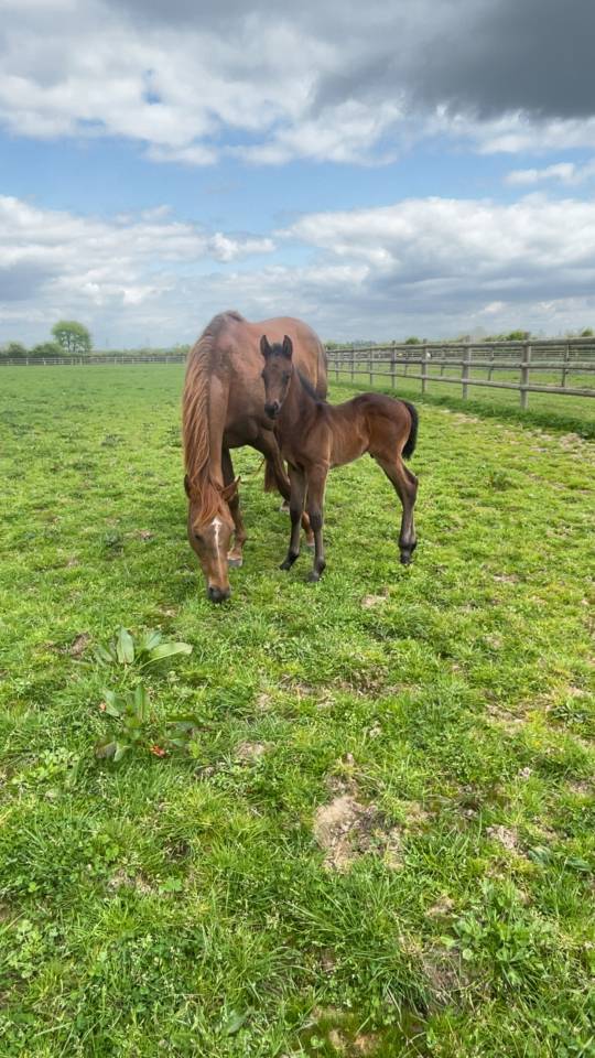 Pur-sang poulini&egrave;re 