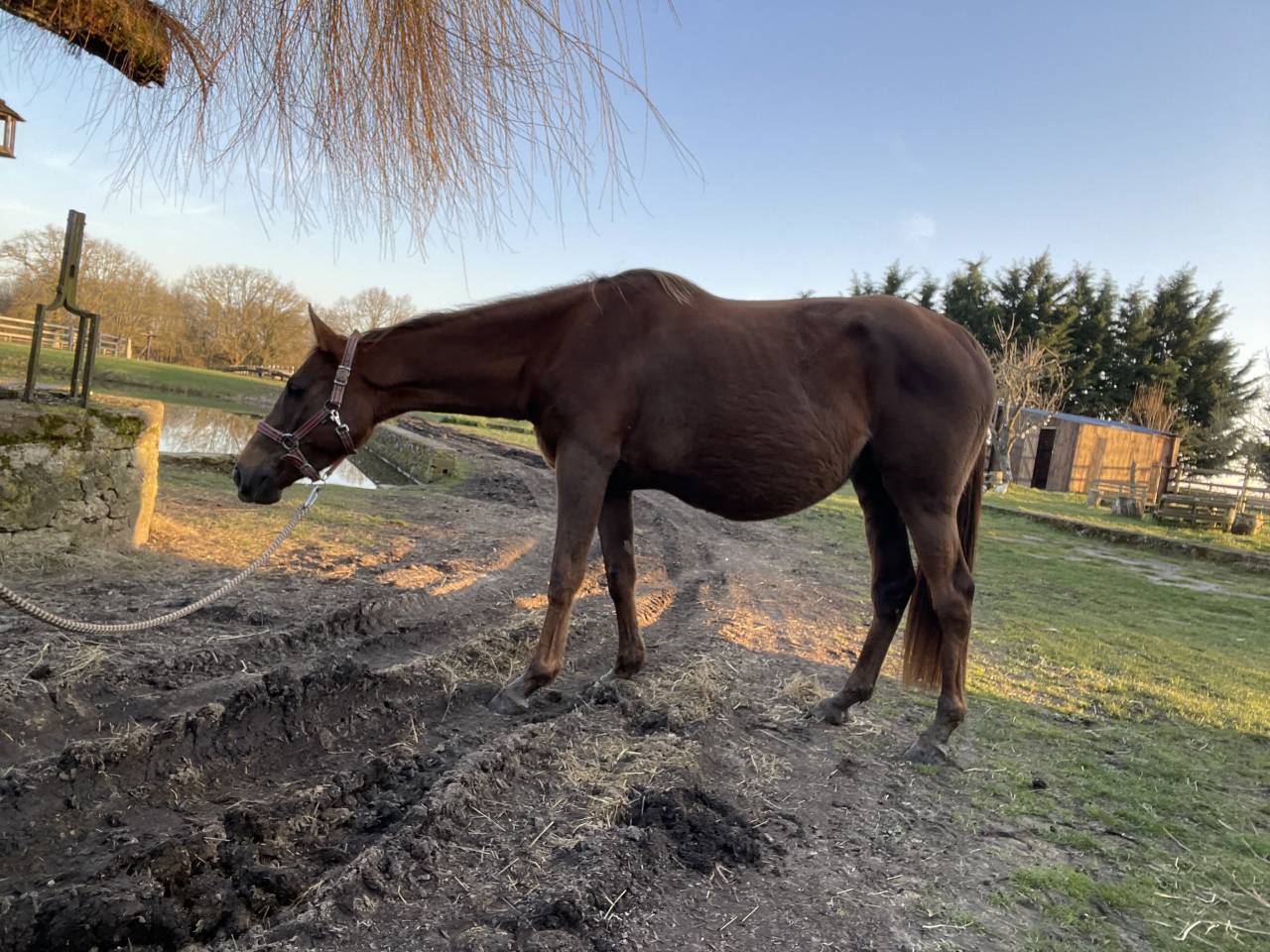 Pur-sang poulini&egrave;re 
