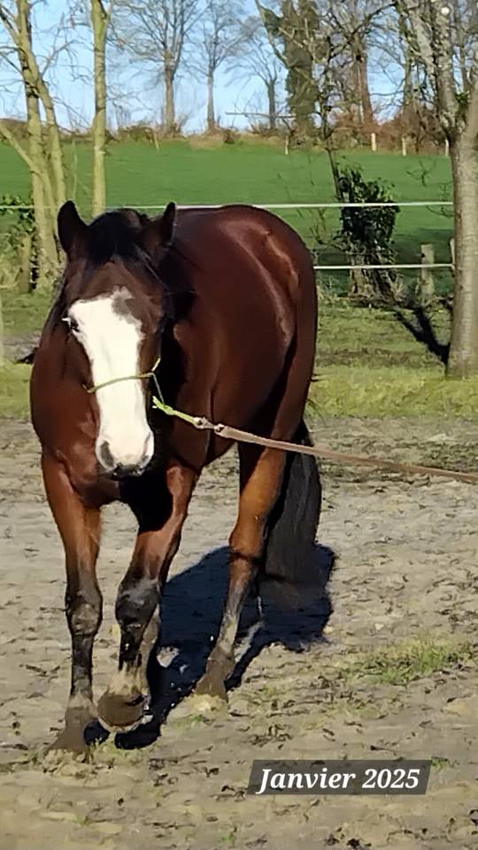 Vends hongre paint PP