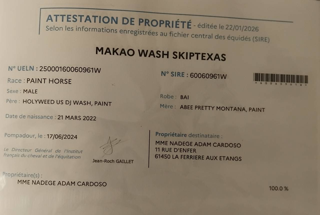 Vends hongre paint PP