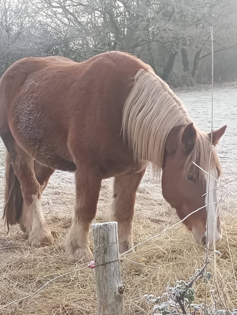 Hongre trait breton 5 ans