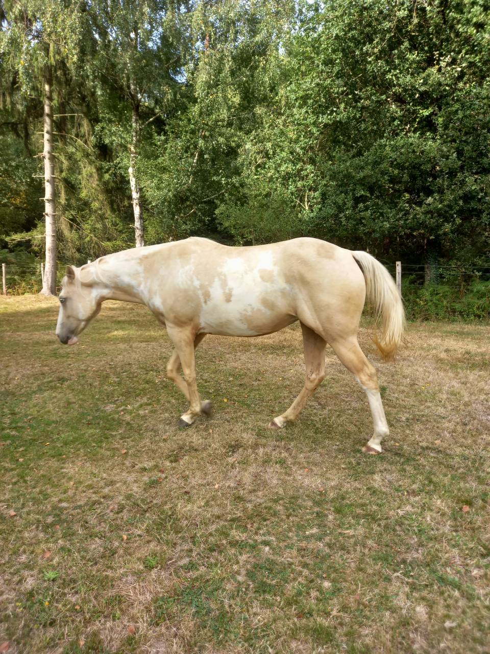 Jument paint horse 
