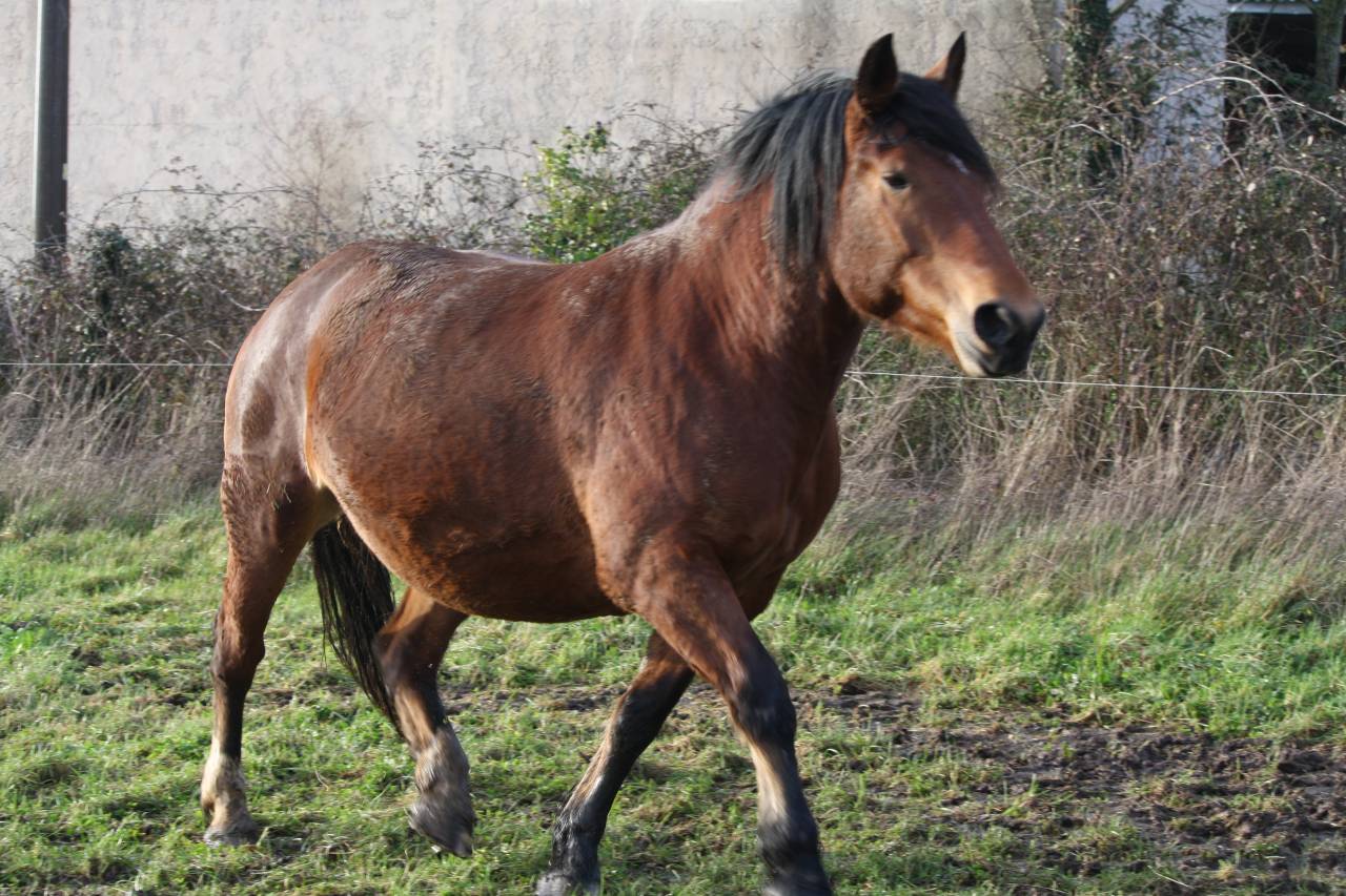jument poulini&egrave;re cob normand