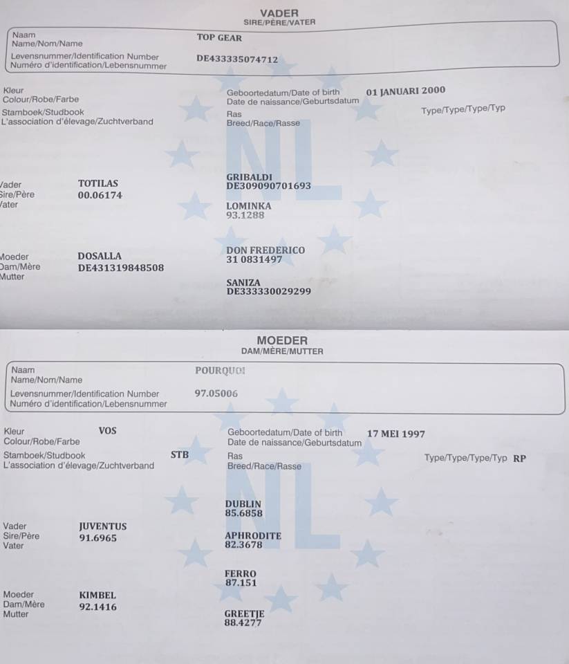 Hongre origines dressage