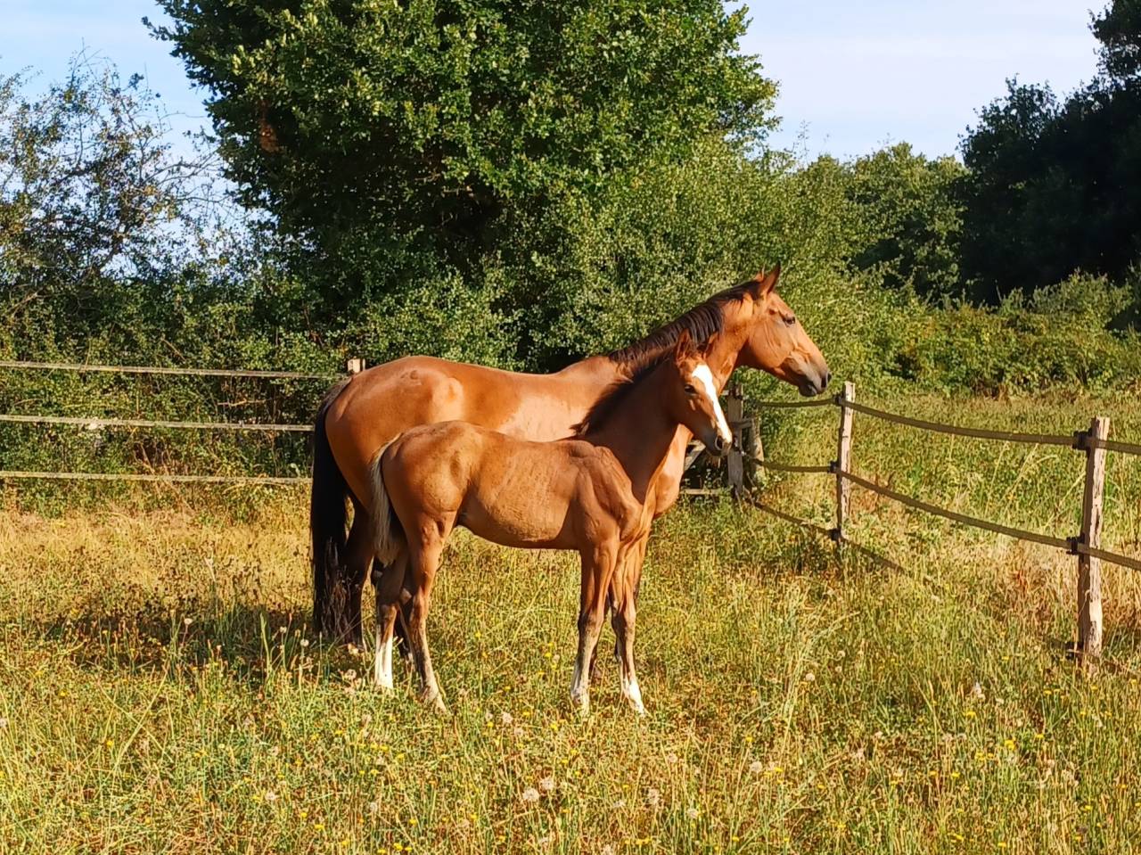 Jument SF polyvalente CSO