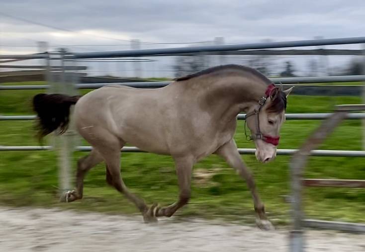 Cheval Pure Race Espagnol Dressage / Spectacle / Loisir