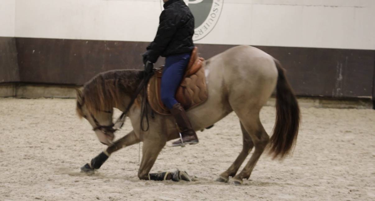 Cheval Pure Race Espagnol Dressage / Spectacle / Loisir