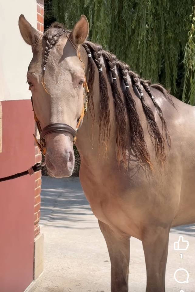 Cheval Pure Race Espagnol Dressage / Spectacle / Loisir