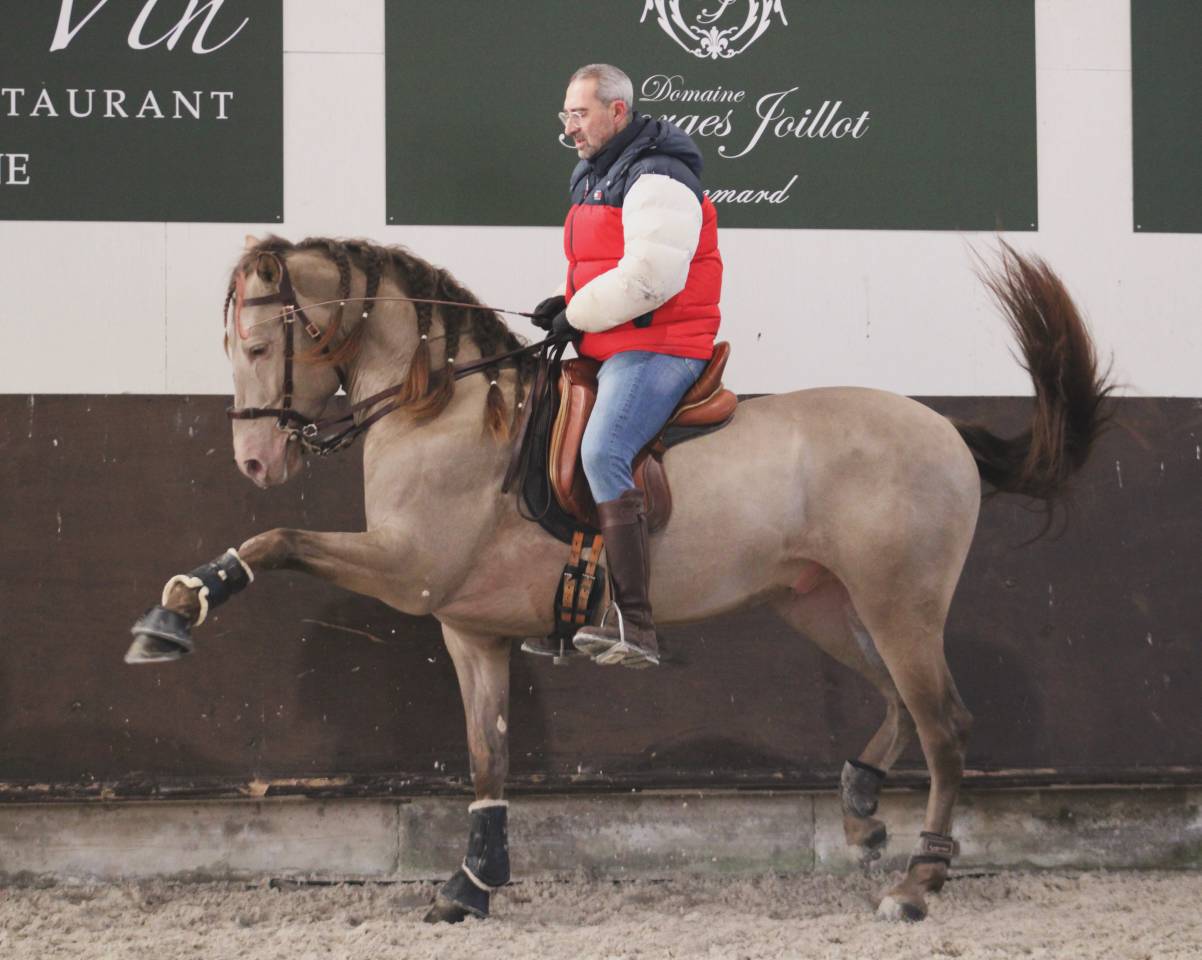 Cheval Pure Race Espagnol Dressage / Spectacle / Loisir