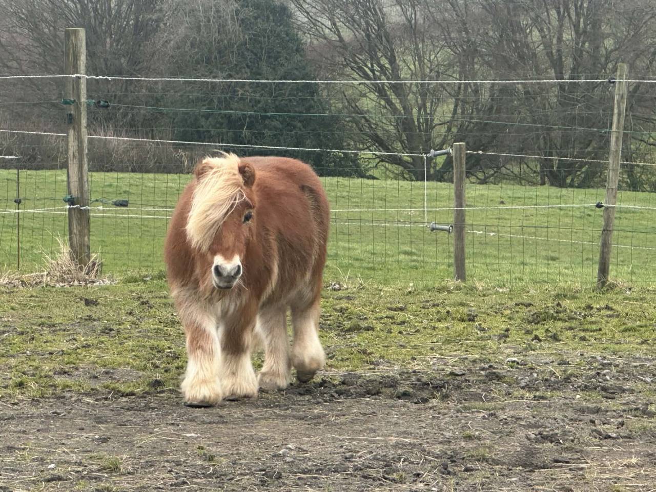 Adoptions deux poneys