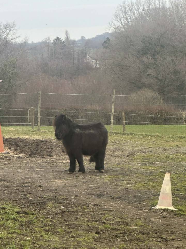 Adoptions deux poneys