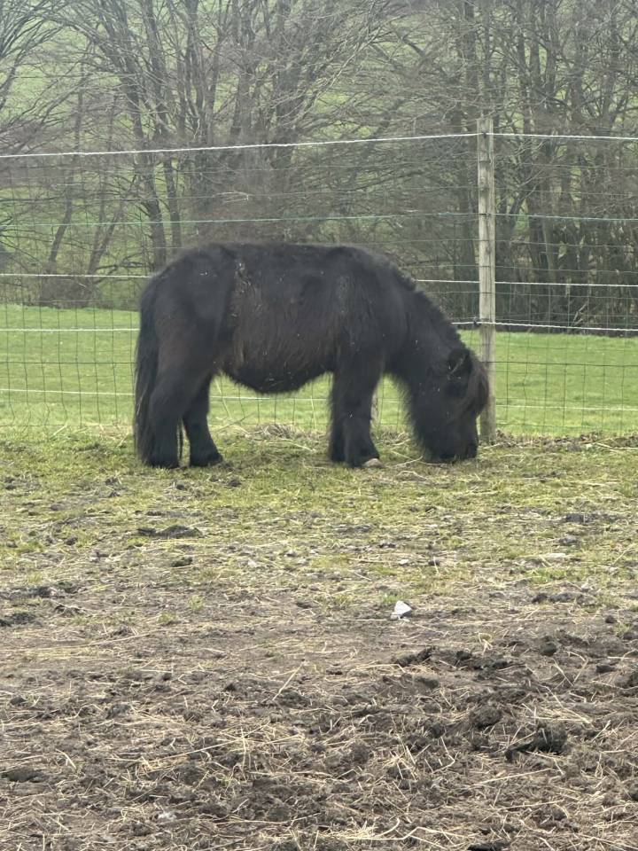 Adoptions deux poneys