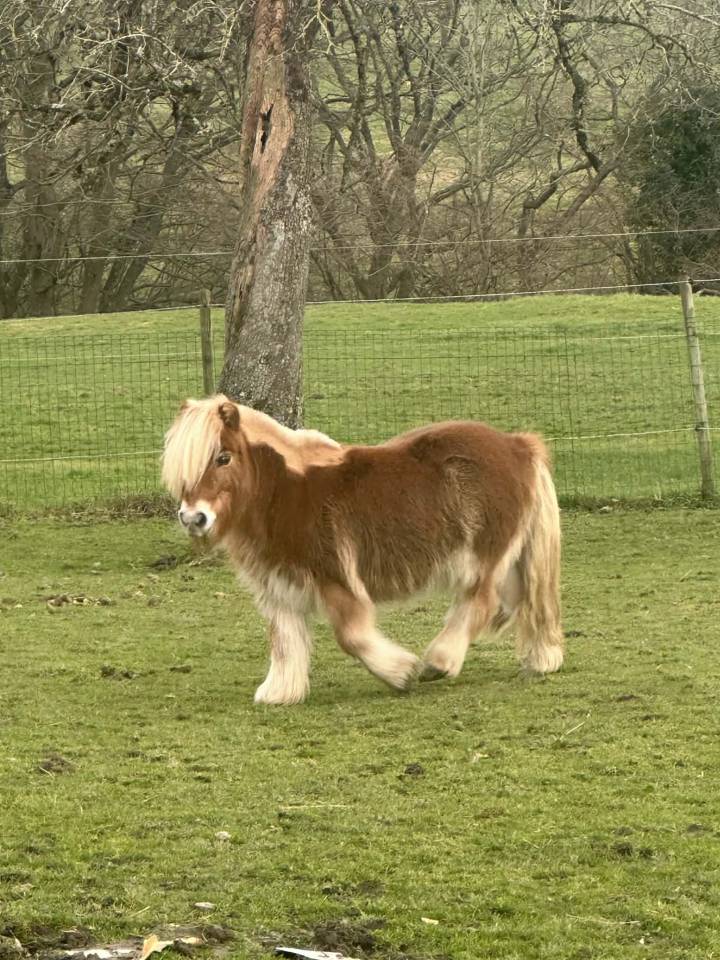 Adoptions deux poneys