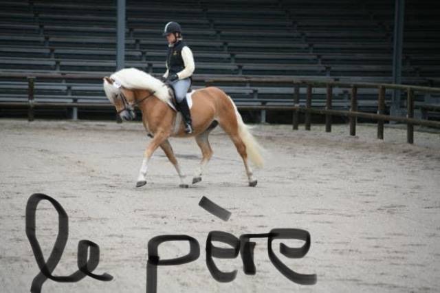 Haflinger pp 4 ans
