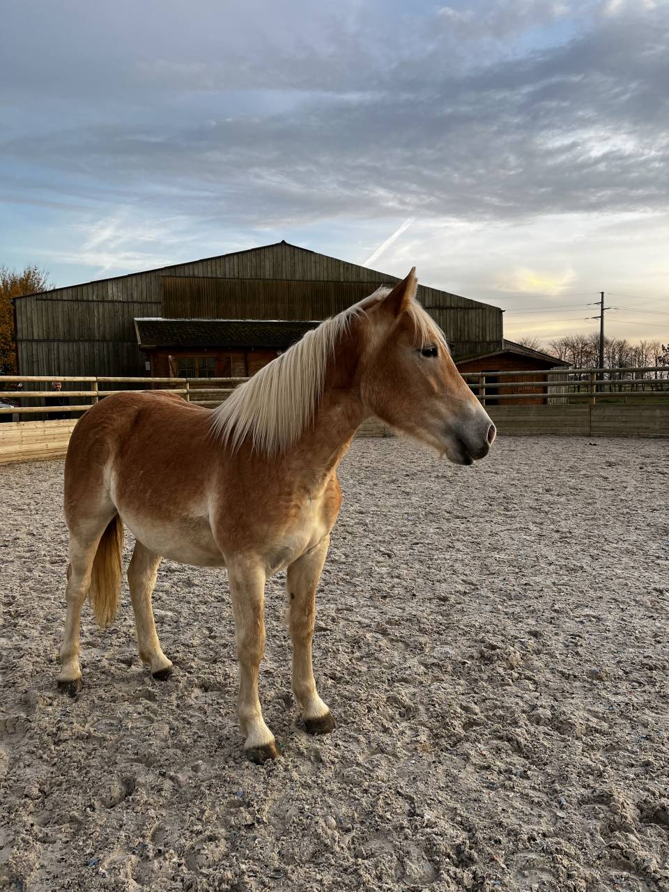 Haflinger pp 4 ans