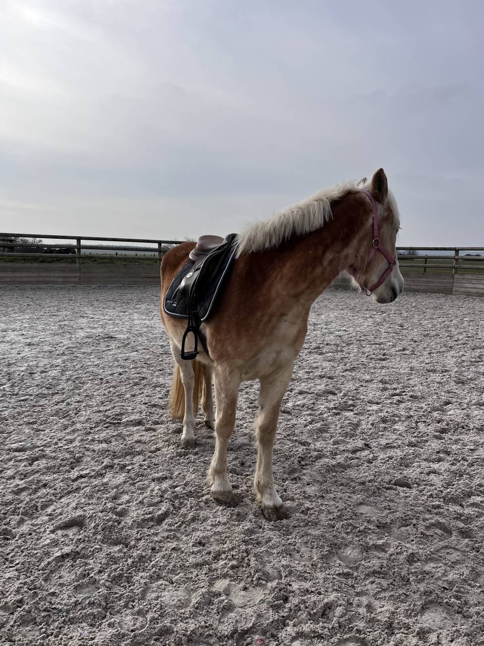 Haflinger pp 4 ans