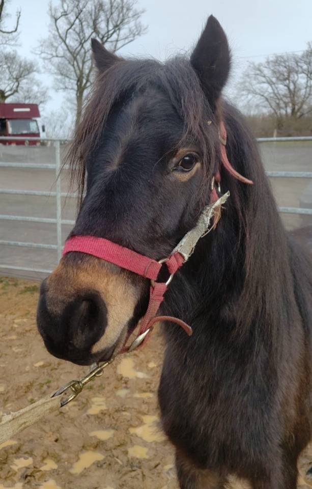 Magnifick d'Arquetan