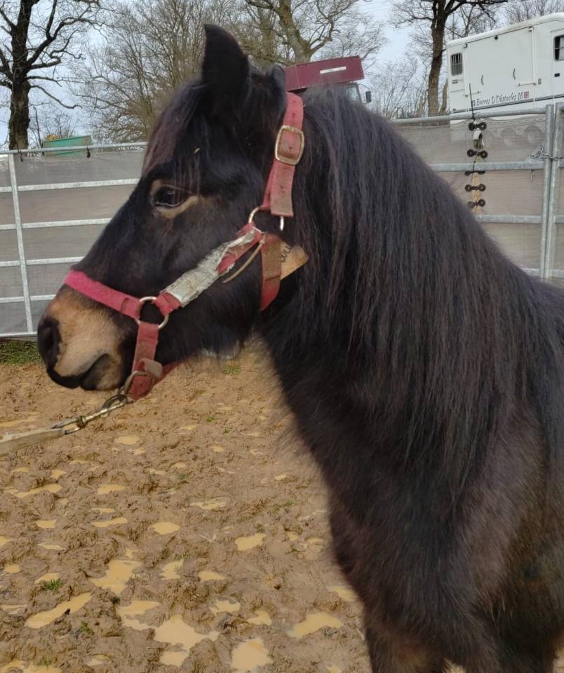 Magnifick d'Arquetan