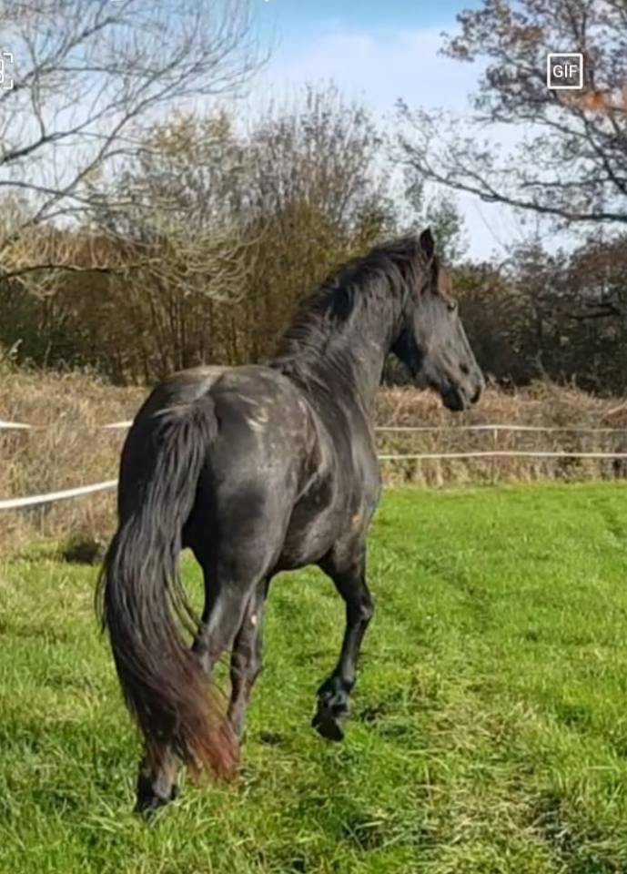 Magnifique jeune &eacute;talon frison