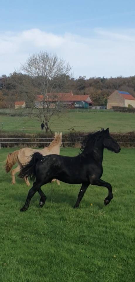 Magnifique jeune &eacute;talon frison
