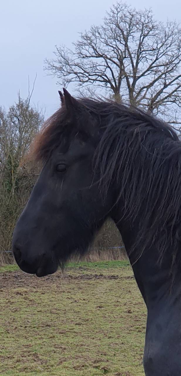 Magnifique jeune &eacute;talon frison