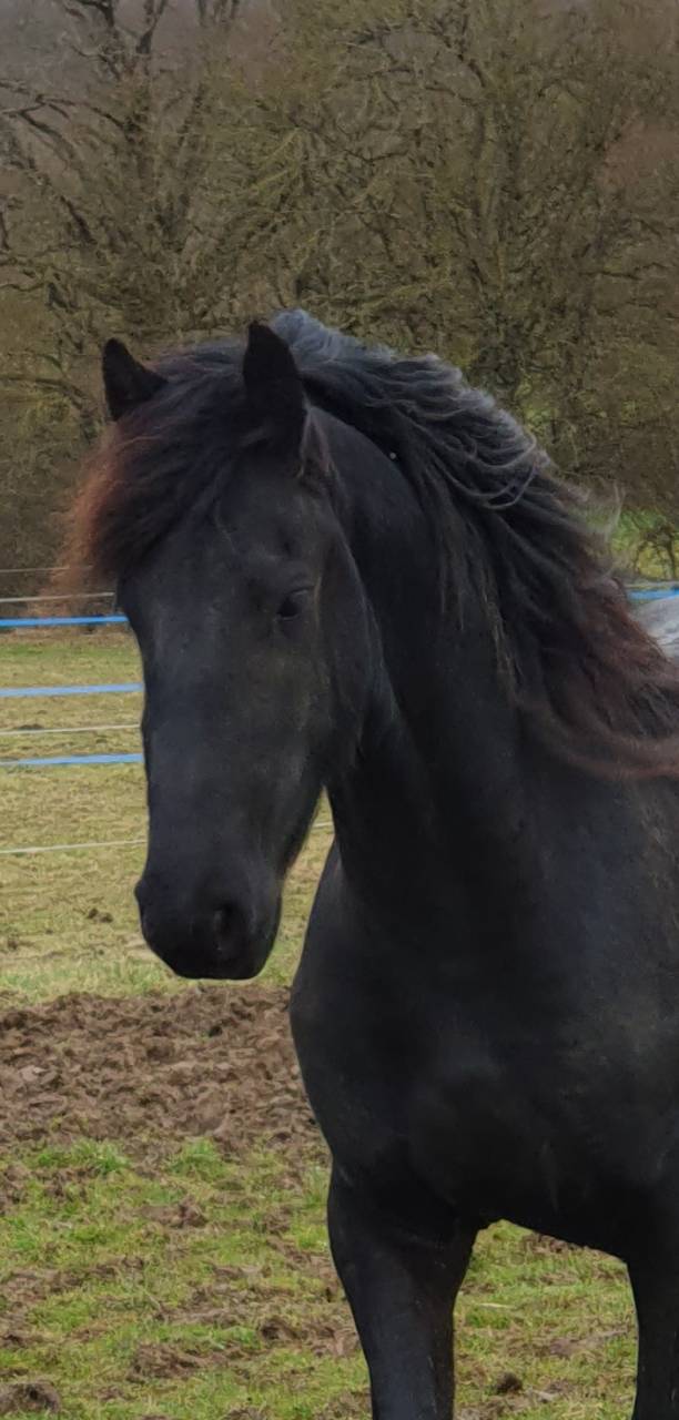 Magnifique jeune &eacute;talon frison