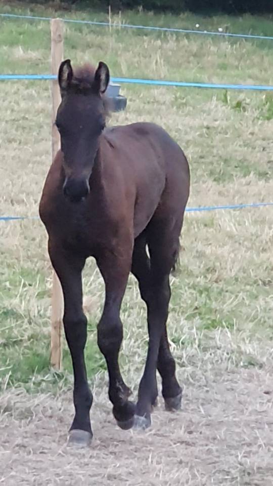 Magnifique jeune &eacute;talon frison
