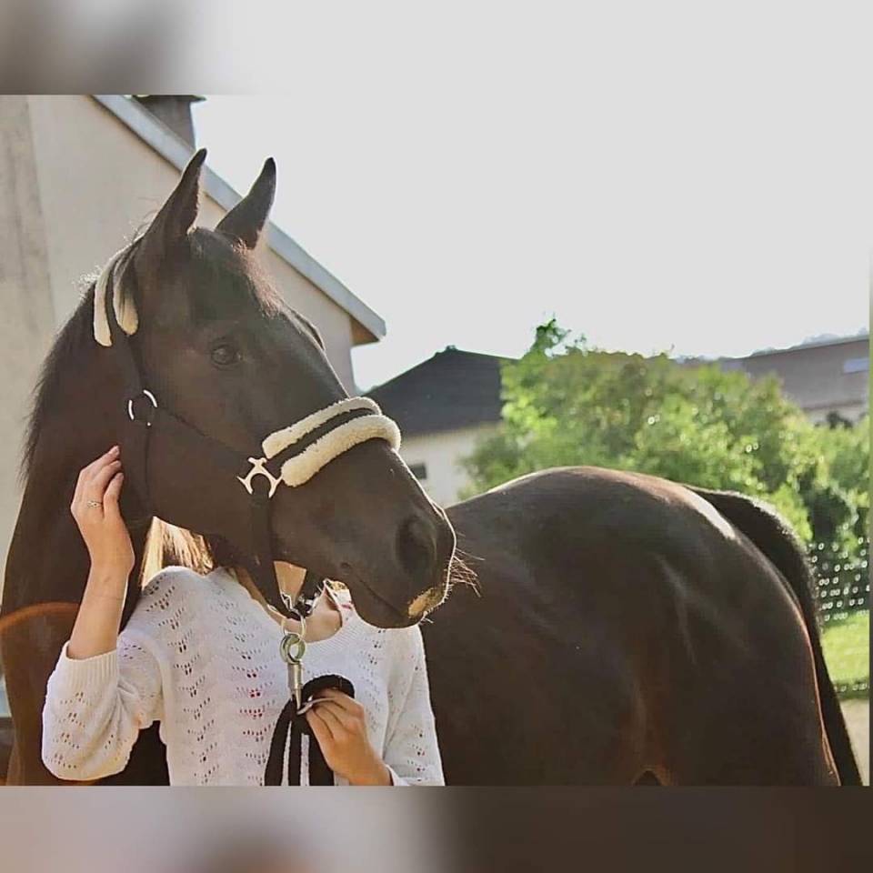 Poulini&egrave;re pur sang 8 ans par DABIRSIM