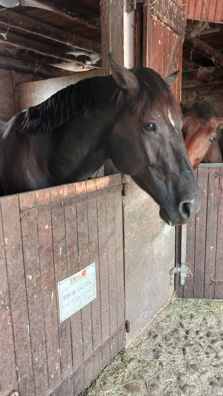 M&acirc;le 4 ans GLASGOW W VH MERELSNEST X IOWA