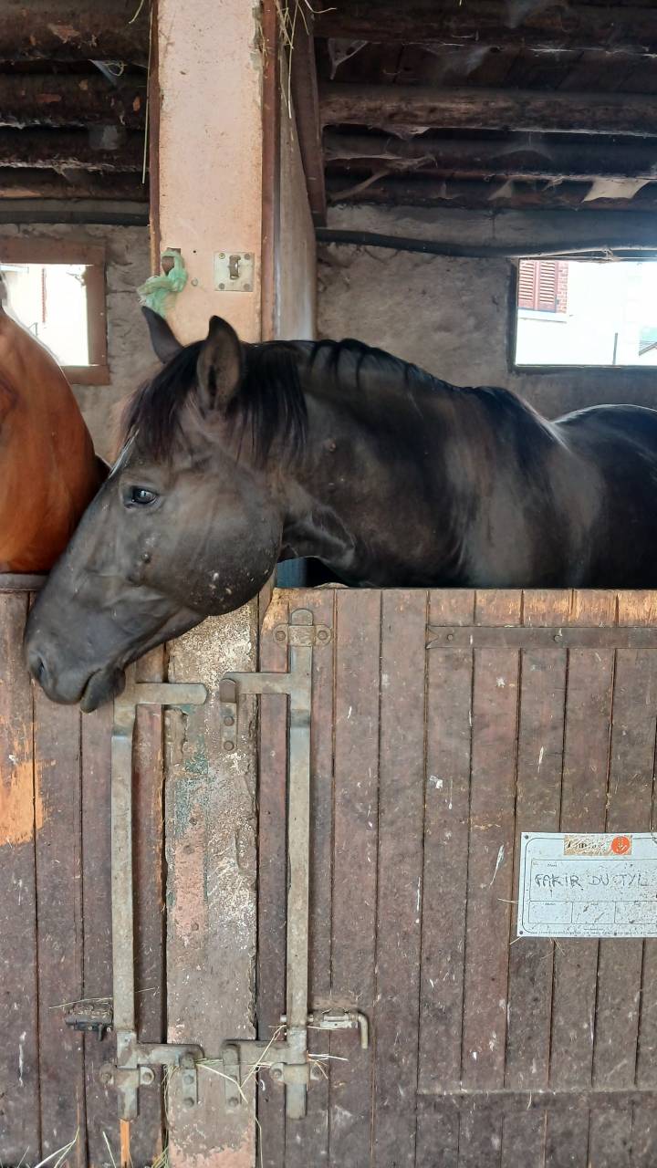 M&acirc;le 4 ans GLASGOW W VH MERELSNEST X IOWA
