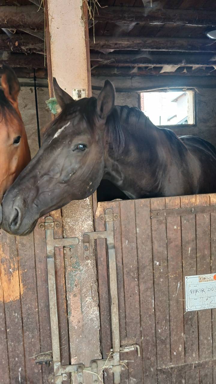 M&acirc;le 4 ans GLASGOW W VH MERELSNEST X IOWA